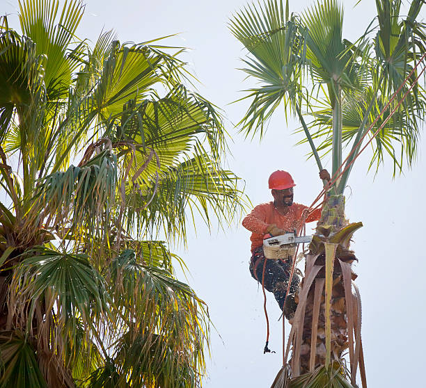 Best Tree Care Services  in Childersburg, AL